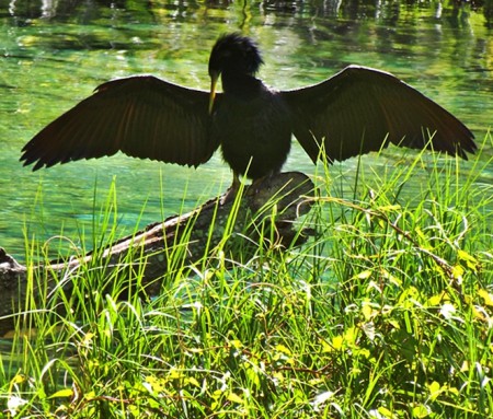 Category:  My Shots of Birds