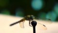 Category:  My Shots of Dragonflies